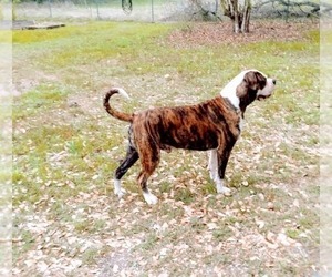 Main photo of American Bulldog Dog Breeder near CANYON LAKE, TX, USA