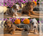 Small #6 Breeder Profile image