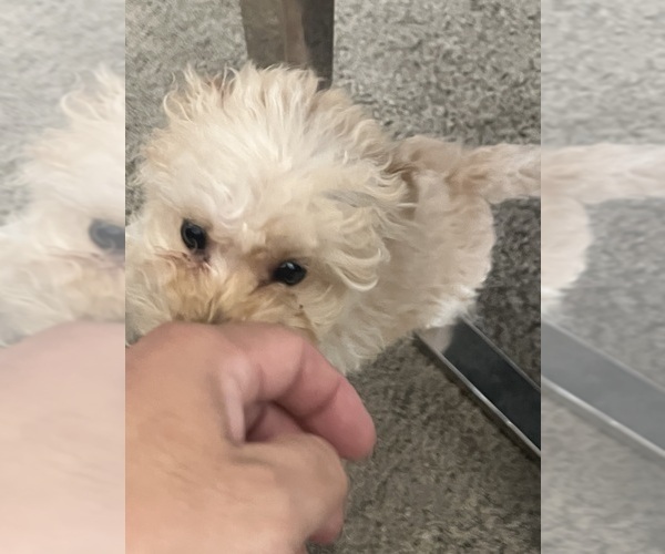 Medium Photo #44  Breeder Profile in VICTORVILLE, CA, USA