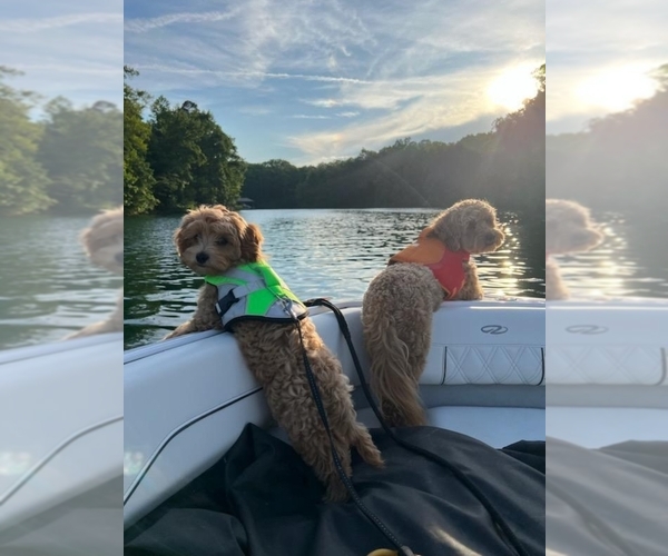 Medium Photo #8  Breeder Profile in EVANS, GA, USA