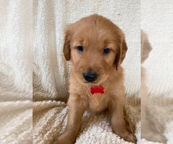 Medium Photo #2  Breeder Profile in SIDNEY, NE, USA