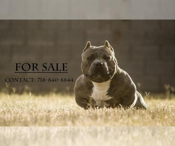 Medium Photo #1  Breeder Profile in STROUDSBURG, PA, USA