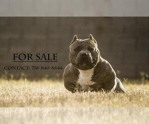 Bullypit Dog Breeder near STROUDSBURG, PA, USA