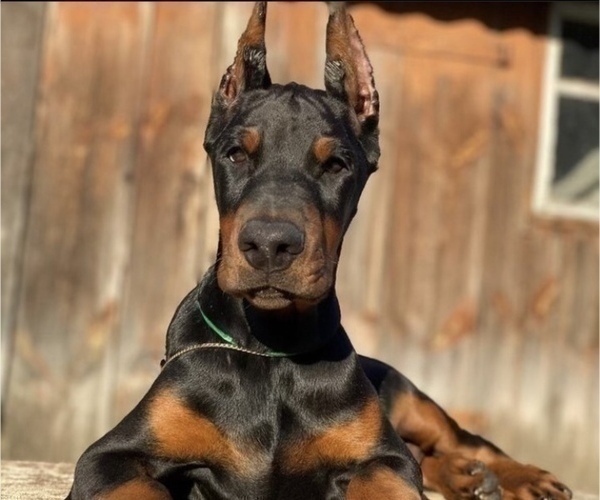 Medium Photo #1  Breeder Profile in BARNETT, MO, USA