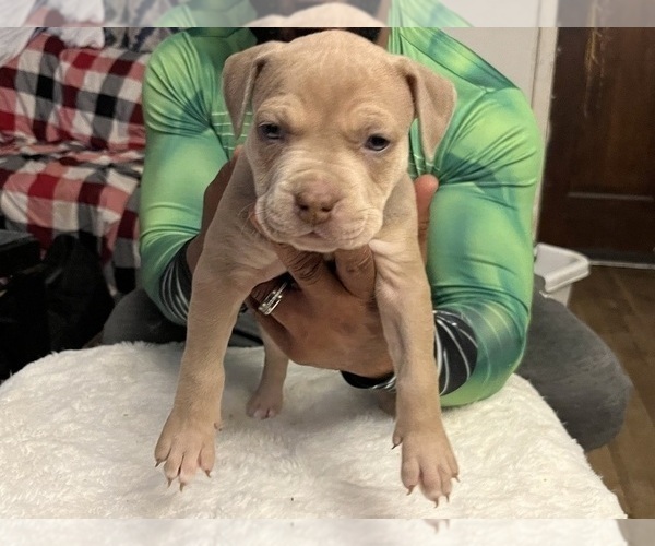 Medium Photo #1  Breeder Profile in DUNDALK, MD, USA