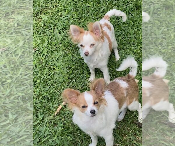 Medium Photo #30  Breeder Profile in HOMERVILLE, GA, USA