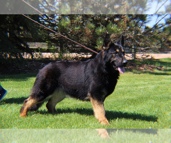 Medium Photo #7  Breeder Profile in DE PERE, WI, USA
