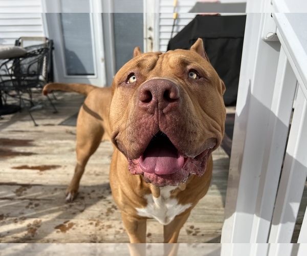 Medium Photo #28  Breeder Profile in GOSHEN, KY, USA