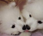 Small breeder photo