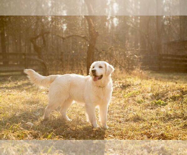 Medium Photo #8  Breeder Profile in VALDERS, WI, USA