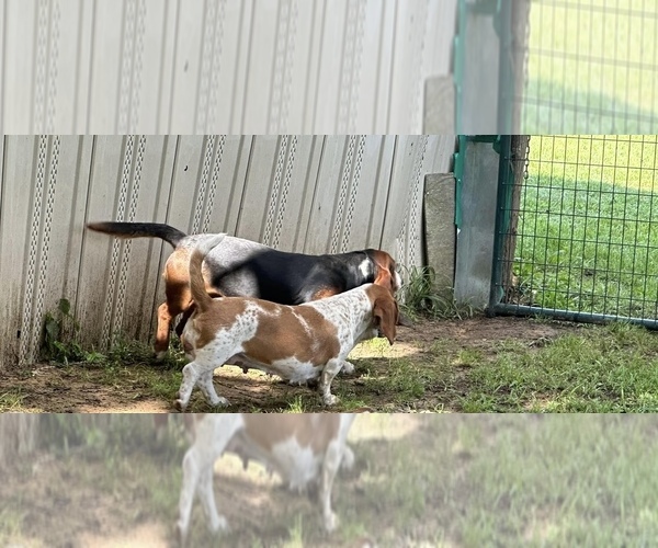 Medium Photo #1  Breeder Profile in OKARCHE, OK, USA