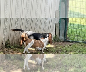 Basset Hound Dog Breeder near OKARCHE, OK, USA