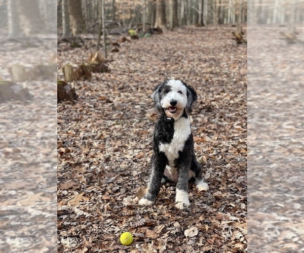 Medium Photo #6  Breeder Profile in STALEY, NC, USA