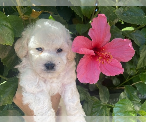Medium Photo #2  Breeder Profile in LAKE ELSINORE, CA, USA