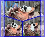 Small #14 Breeder Profile image