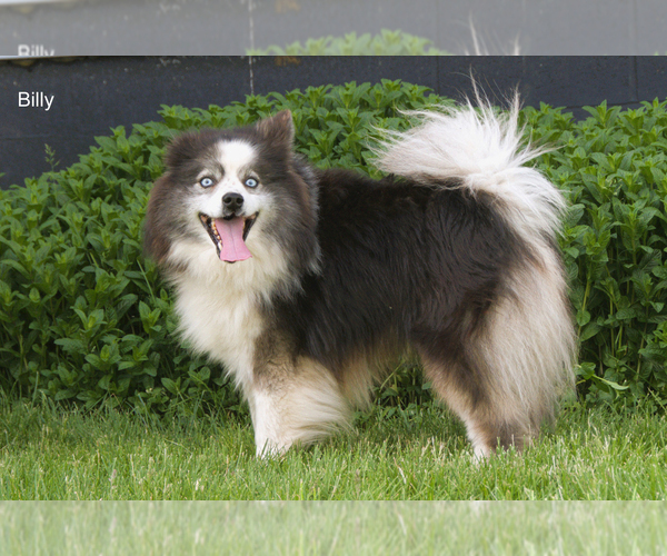 Medium Photo #3  Breeder Profile in CLARE, MI, USA