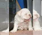 Small #4 Breeder Profile image