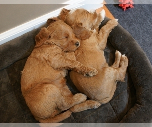 Medium Photo #5  Breeder Profile in ANDOVER, MN, USA