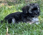 Small #12 Breeder Profile image