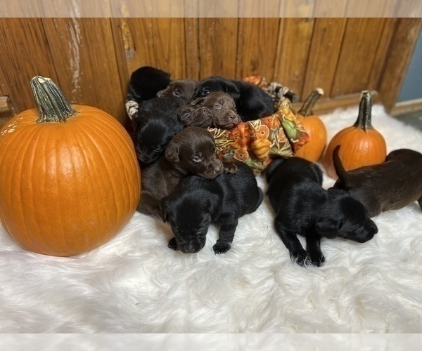 Medium Photo #45  Breeder Profile in NEOLA, WV, USA