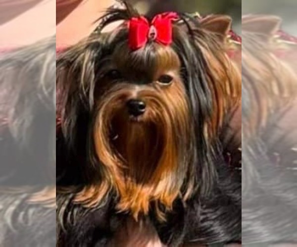 Medium Photo #1  Breeder Profile in DAVENPORT, FL, USA