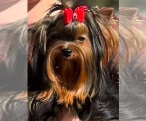 Yorkshire Terrier Dog Breeder near DAVENPORT, FL, USA