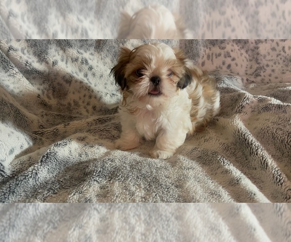 Medium Photo #3  Breeder Profile in HILLSBOROUGH, NJ, USA