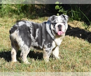 English Bulldog Dog Breeder near MARSHFIELD, MO, USA