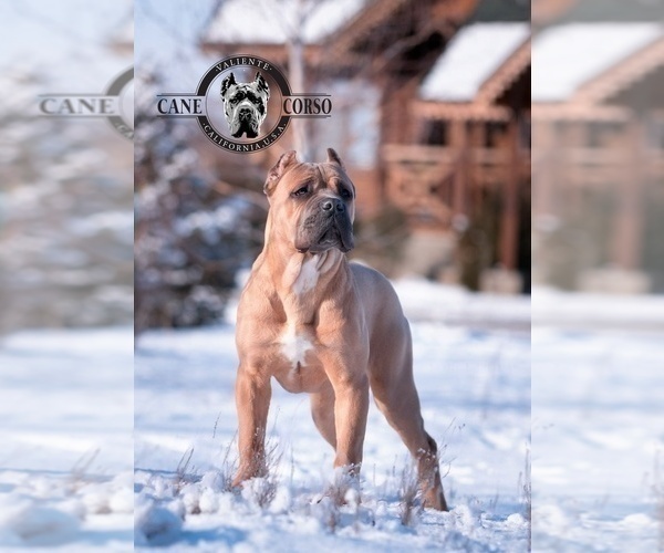 Medium Photo #6  Breeder Profile in APPLE VALLEY, CA, USA
