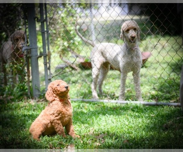 Medium Photo #1  Breeder Profile in HOUSTON, TX, USA