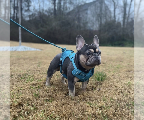 Medium Photo #1  Breeder Profile in ORANGE CITY, FL, USA