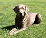 Small breeder photo