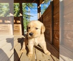 Small #2 Breeder Profile image