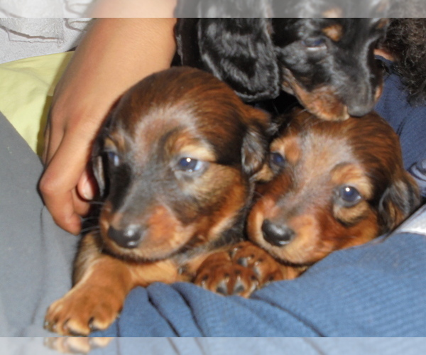 Medium Photo #1  Breeder Profile in WINSTED, CT, USA
