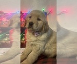 Small #1 Breeder Profile image