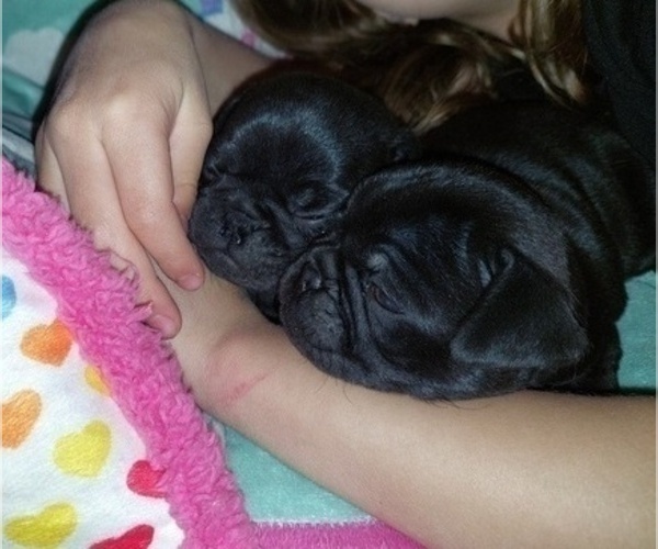 Medium Photo #1  Breeder Profile in ARVADA, CO, USA
