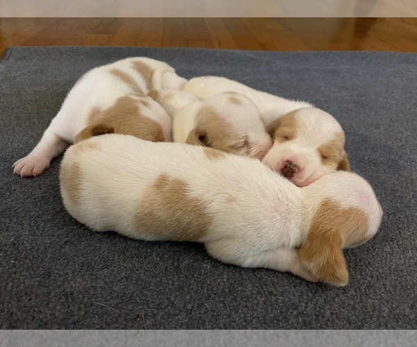 Medium Photo #1  Breeder Profile in REHOBOTH, MA, USA