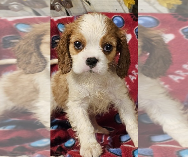 Medium Photo #1  Breeder Profile in YUKON, OK, USA
