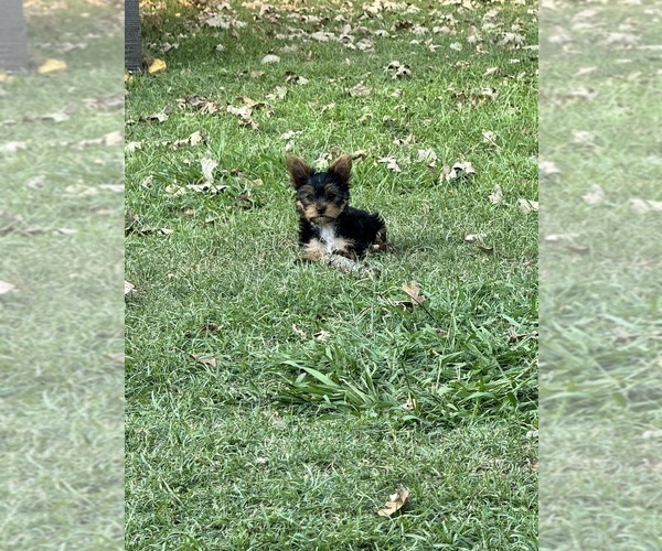 Medium Photo #1  Breeder Profile in NORMAN, OK, USA