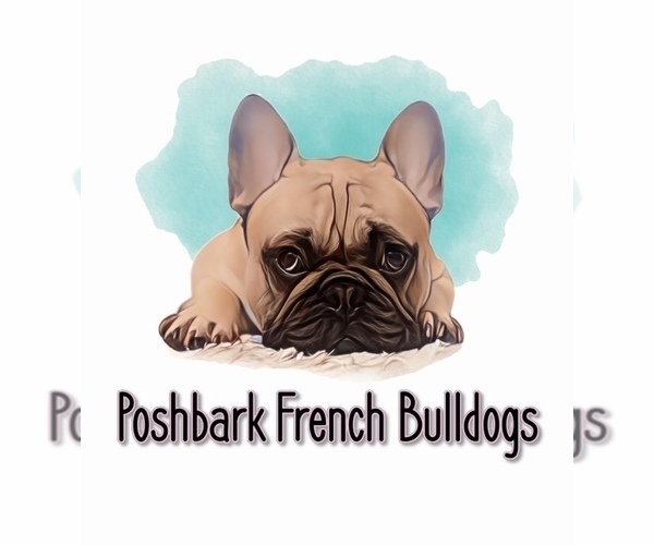 Medium Photo #1  Breeder Profile in BELLE CHASSE, LA, USA