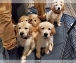 Small breeder photo