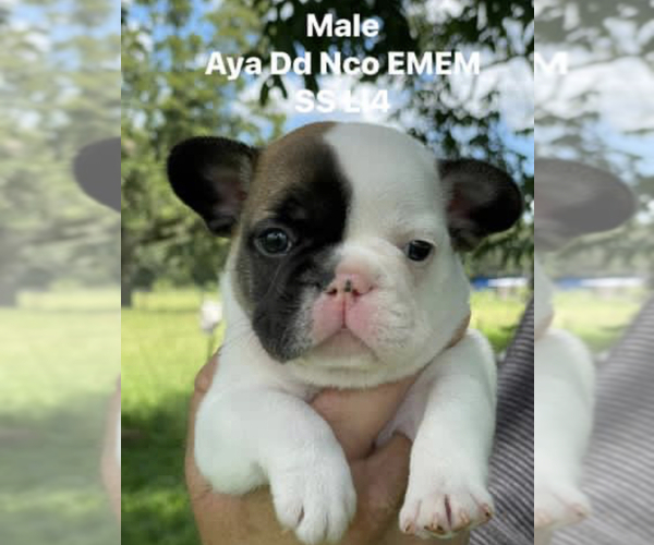 Medium Photo #1  Breeder Profile in GREENVILLE, FL, USA