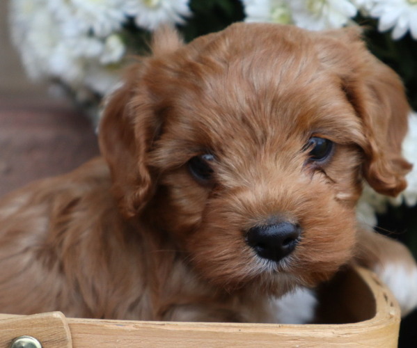 Medium Photo #61  Breeder Profile in THORP, WI, USA