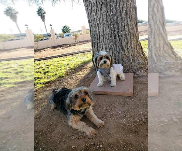 Medium Photo #1  Breeder Profile in LAS VEGAS, NV, USA