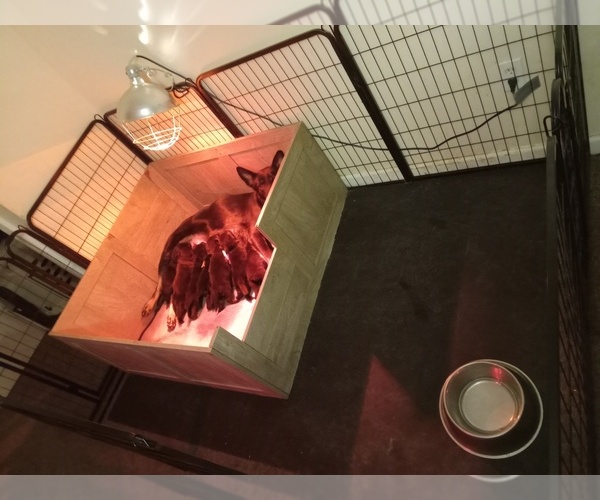 Medium Photo #4  Breeder Profile in MIDDLETOWN, CT, USA