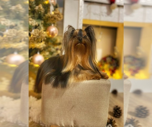 Medium Photo #32  Breeder Profile in SCHAUMBURG, IL, USA