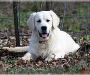 English Cream Golden Retriever Dog Breeder near JANESVILLE, WI, USA