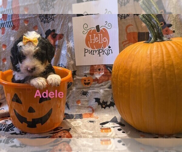 Medium Photo #5  Breeder Profile in KINGSPORT, TN, USA