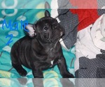 Small breeder photo