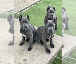 Small #1 Breeder Profile image